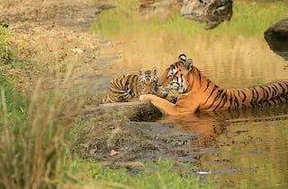 tiger and baby, panna tiger reserve