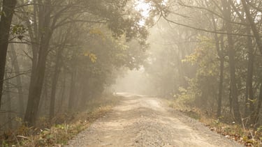 A wide, atmospheric view of a misty forest path, with soft light filtering through trees, evoking peace and reflection, warm editorial photography, soft natural daylight, muted sage and sand tones, atmospheric, serene landscape, 35mm lens