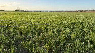 blé local et familiale 