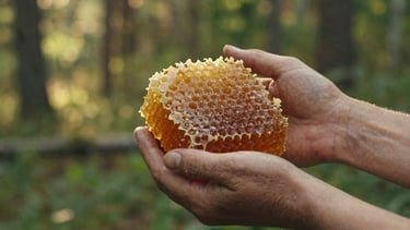 Close-up of weathered hands gently holding a raw honeycomb, warm morning daylight filtering through trees, rich amber tones, shallow depth of field, editorial 35mm photography