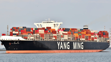 9820910 ym wonderland