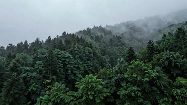 Wide panoramic shot of a deep green misty forest canopy under overcast sky, moody lighting with rich emerald and slate tones