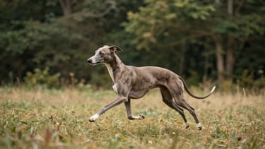 A sleek Italian Greyhound running gracefully through an open forest clearing, soft overcast light, deep green Sologne foliage background, editorial photography.