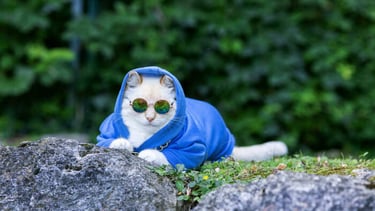 Un gato blanco y elegante, con una sudadera azul con capucha y gafas de sol redondas, posa detrás de unas rocas en un jardín.