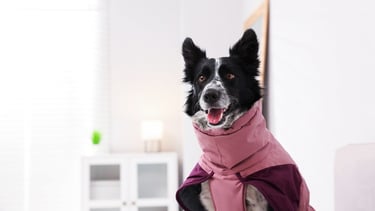  Un Border Collie blanco y negro con un abrigo rosa de invierno para perros dentro de casa.