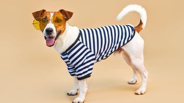 A Jack Russell Terrier wearing a striped shirt and yellow sunglasses against a beige background.