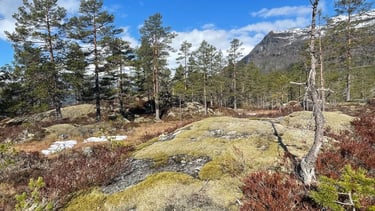 Woodpecker habitat near Lake Låtevatn.