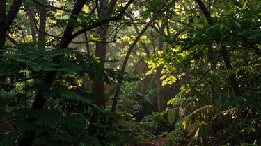 Warm environmental landscape photography of early morning canopy light filtering through dense green trees, rich forest greens, shallow depth of field, 35mm