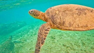 A green sea turtle swimming through tropical turquoise ocean water over a sandy seabed.
