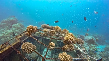 Baros Maldives house reef snorkelling