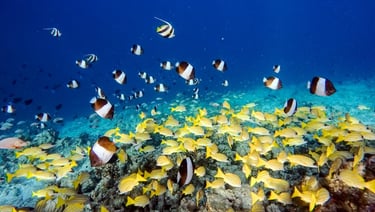 Hurawalhi Maldives house reef snorkelling