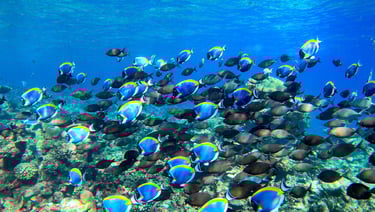 Six Senses Laamu Maldives house reef