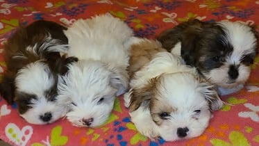 A litter of Designer Breed Mal-Shi Puppies in Texas.