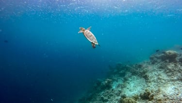 Baros Maldives house reef snorkelling