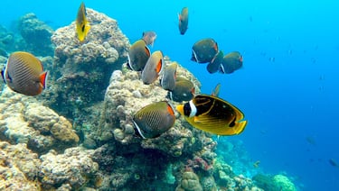 COMO Cocoa Island Maldives house reef snorkelling