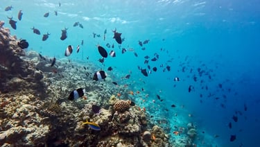 Hurawalhi Maldives house reef snorkelling