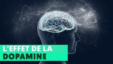 cerveau humain