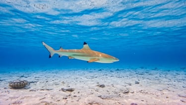 Conrad Resort Bora Bora snorkelling house reef