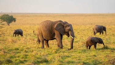 Salas Camp, Kenya - elephants