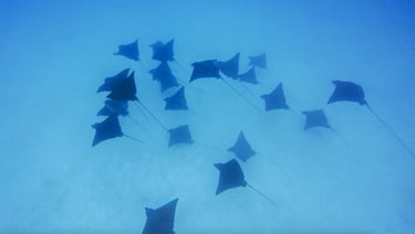 Conrad Resort Bora Bora diving