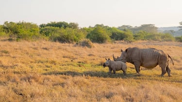 Solio, Kenya - rhinos