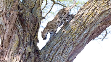 Four Seasons Serengeti Tanzania leopard