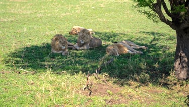 Four Seasons Serengeti Tanzania lions