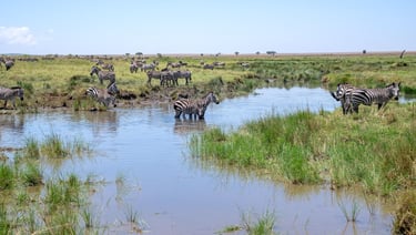 Four Seasons Serengeti Tanzania zebras