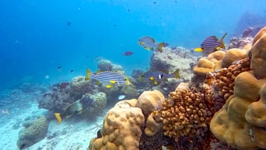 Baros Maldives house reef snorkelling