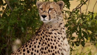 Four Seasons Serengeti Tanzania cheetah