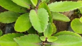 miracle leaf