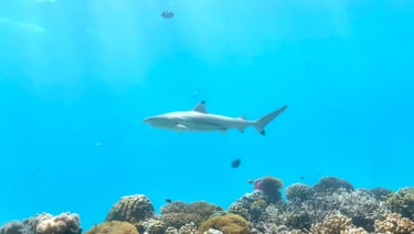 Ozen Life Maadhoo Maldives M6M underwater restaurant