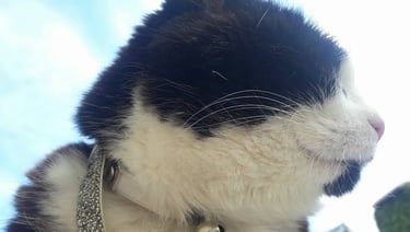 Family Pet Susie