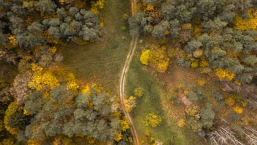 a road with a dirt road and trees
