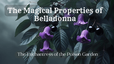 The magical properties of belladonna