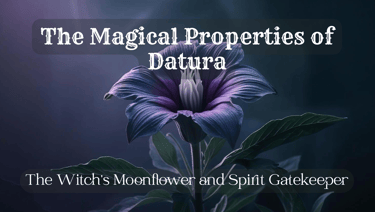 the magical properties of datura