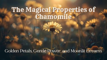 The Magical Properties of Chamomile  Golden Petals, Gentle Power, and Moonlit Dreams