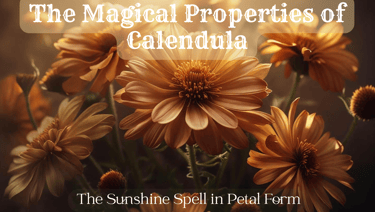  The Magical Properties of Calendula — The Sunshine Spell in Petal Form