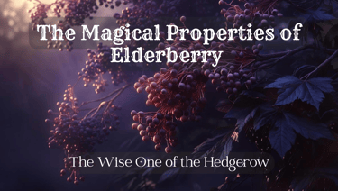 the magical properties of elderberry