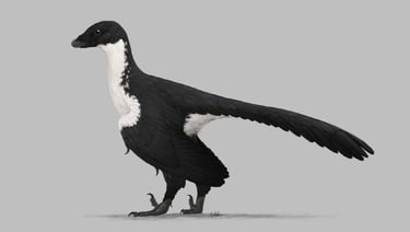 Archaeopteryx 12