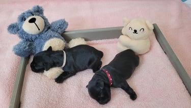Chiot Schnauzer nain noir heureux