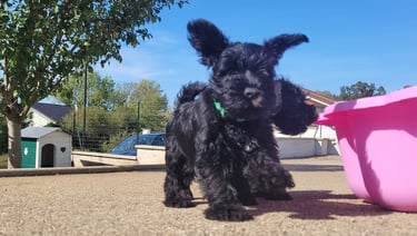 Chiot Schnauzer qui s'envole