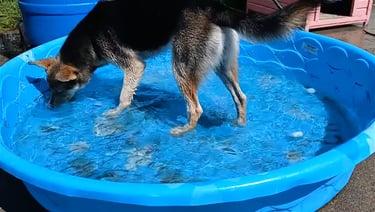 a dog is standing in a pool of water
