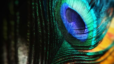 Piuma di pavone iridescente nei toni blu e verde, simbolo dell'eleganza dei gioielli Nìllia