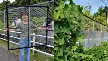 つる草の繁茂を防ぐ静電気雑草抑制装置WCPの設置作業と、実際にフェンスに設置された装置の様子｜堺市のニュースならサカイタイムズ