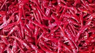 Teja chilli stemless-premium variety from Nadaf Enterprises