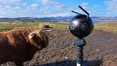 VR up close to highlands cow