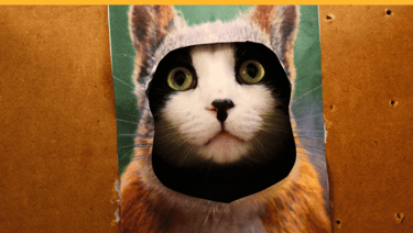 a cute kitten hiding inside a squirrel costume