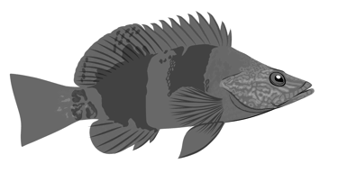 Serranus papilionaceus Valenciennes, 1832