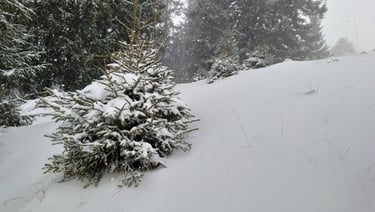 imagini de iarna frumoase